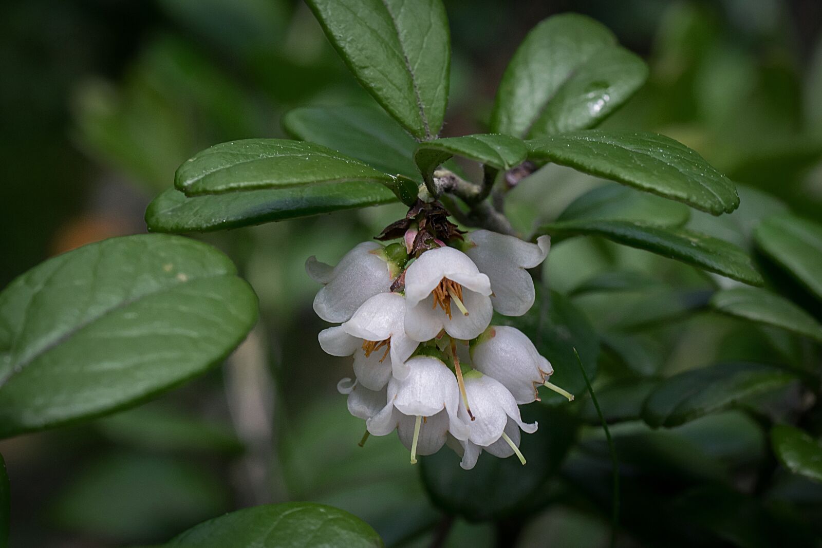 Nikon D3300 sample photo. Cowberry, inflorescence, twig photography