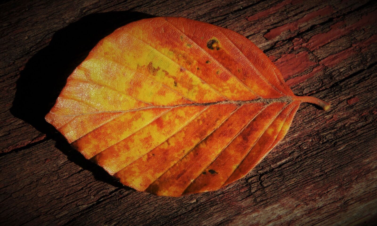 Canon EOS 80D sample photo. Yellow, light, autumn photography