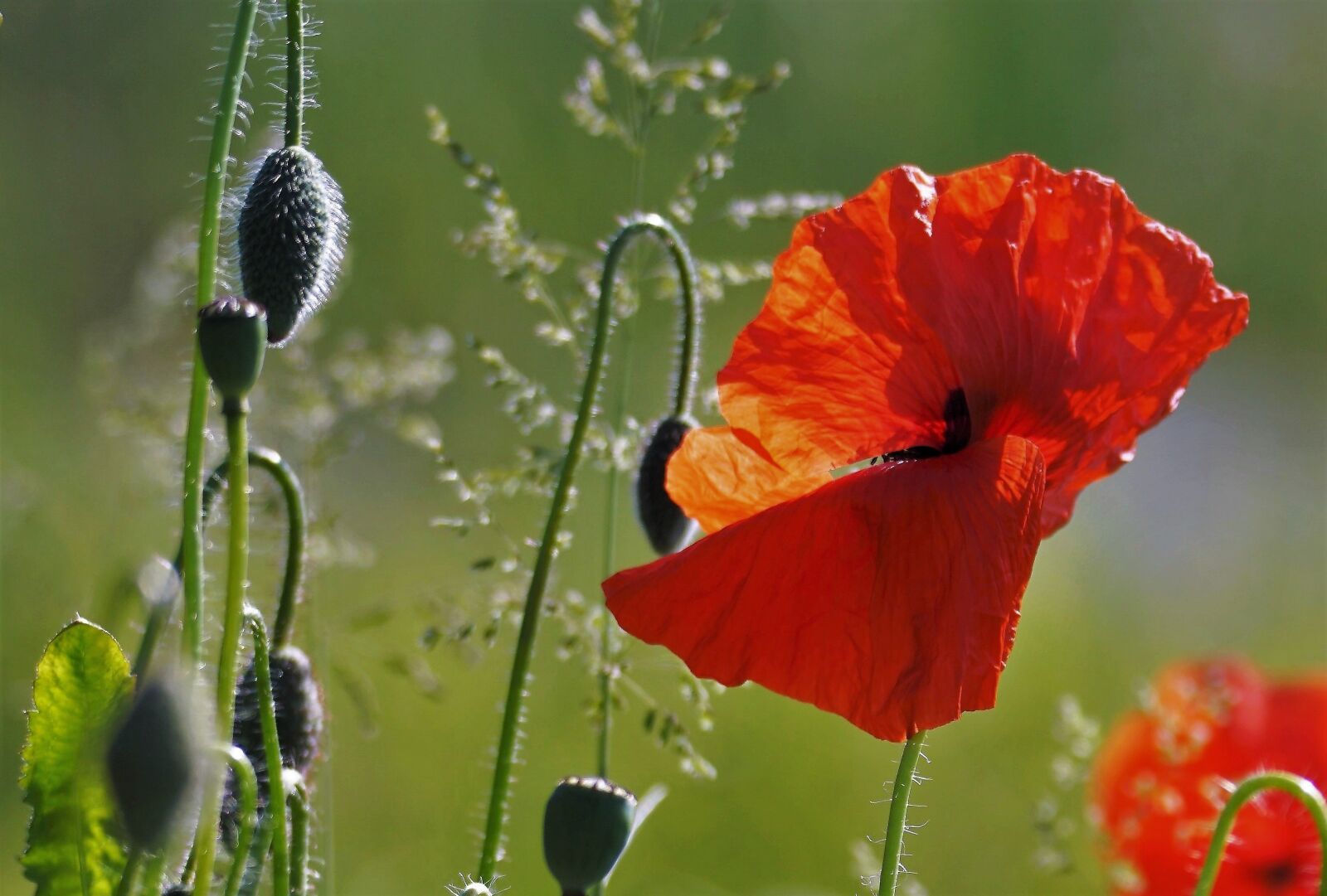 Sony SLT-A68 + Tamron SP 150-600mm F5-6.3 Di VC USD sample photo. Poppy, red flower, nature photography