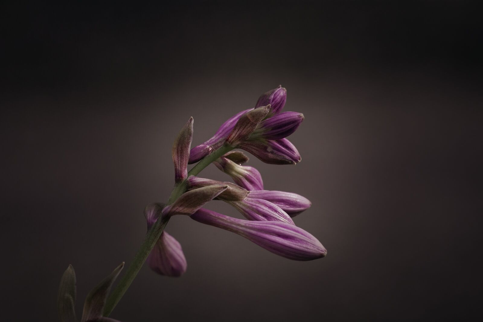 Nikon D7100 sample photo. Plantain lily, sweetheart lily photography