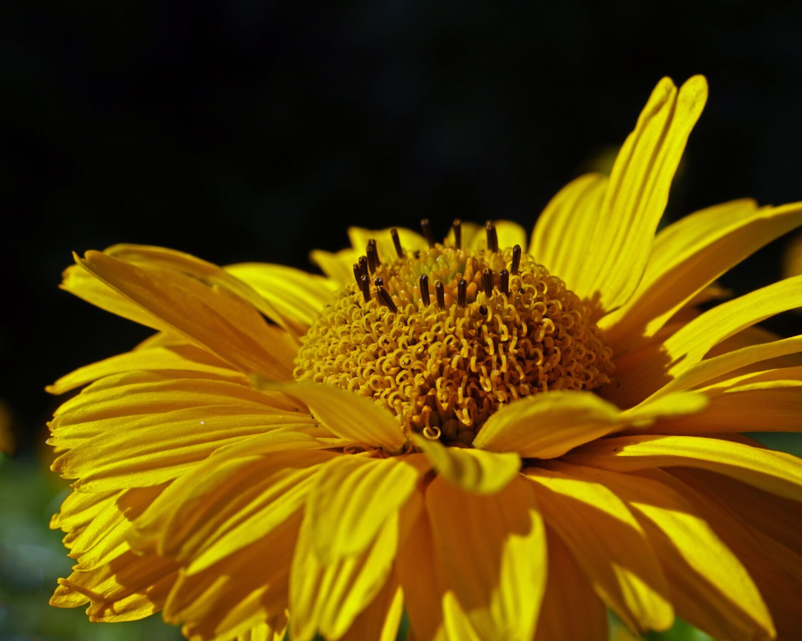 Canon EOS 700D (EOS Rebel T5i / EOS Kiss X7i) sample photo. Nature, plant, flower photography