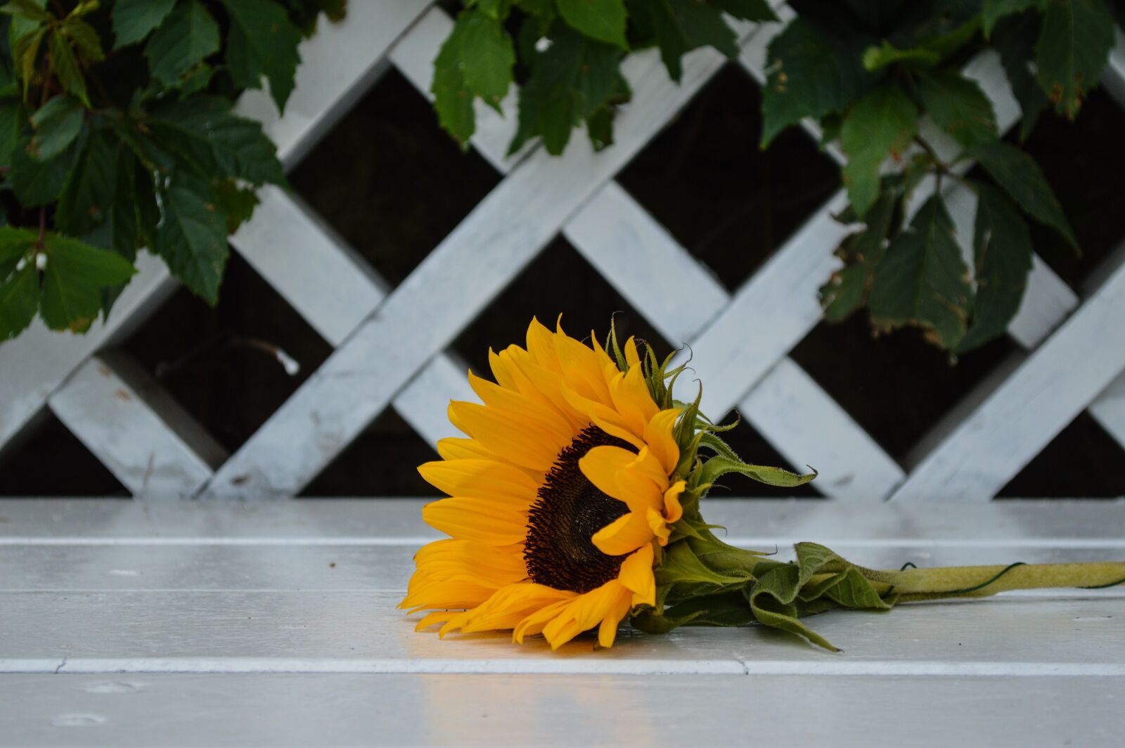 Nikon D3200 sample photo. Sunflower, flower, garden photography