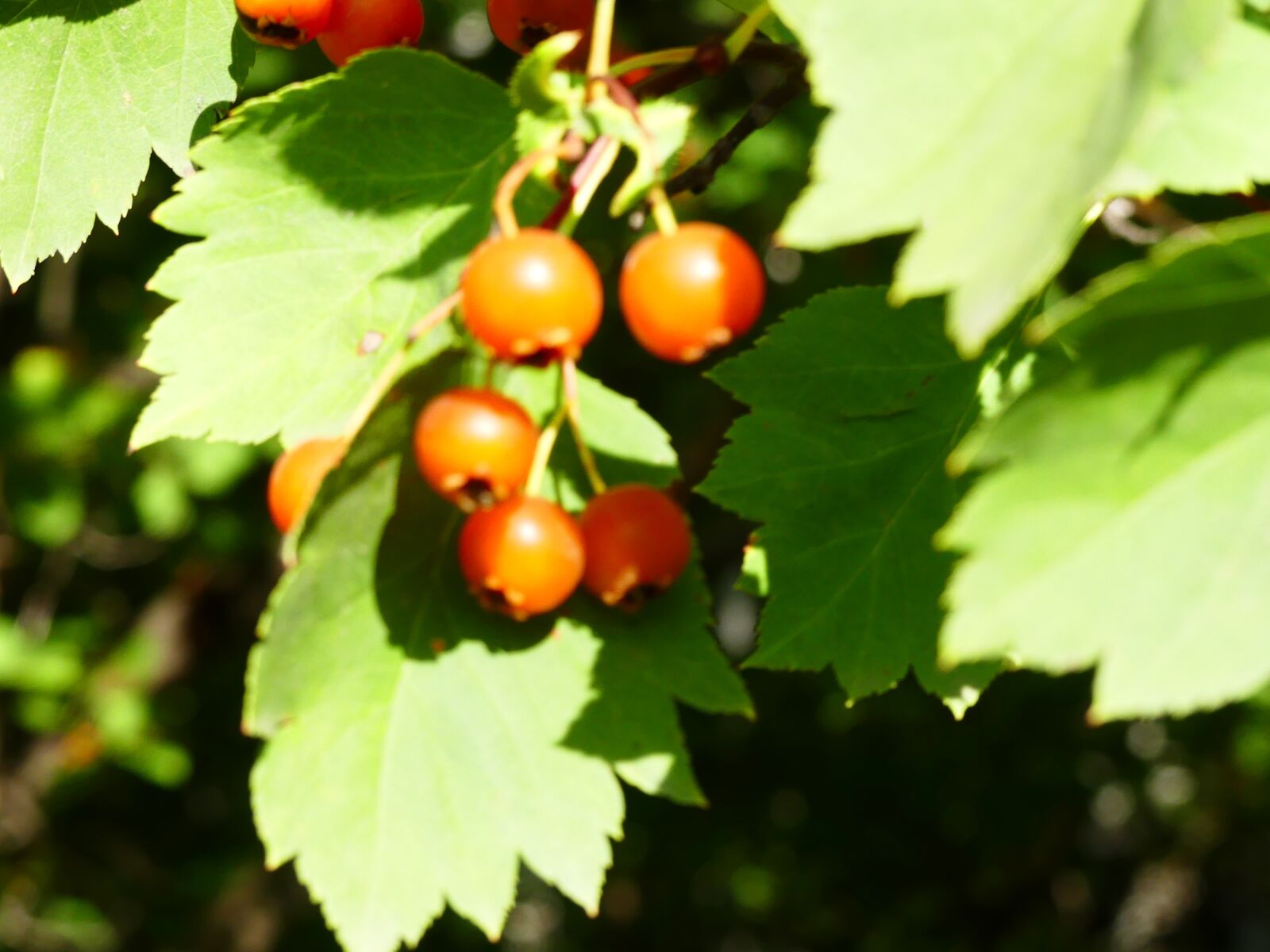 Panasonic Lumix DMC-FZ300 sample photo. Nature, hawthorn, berry photography