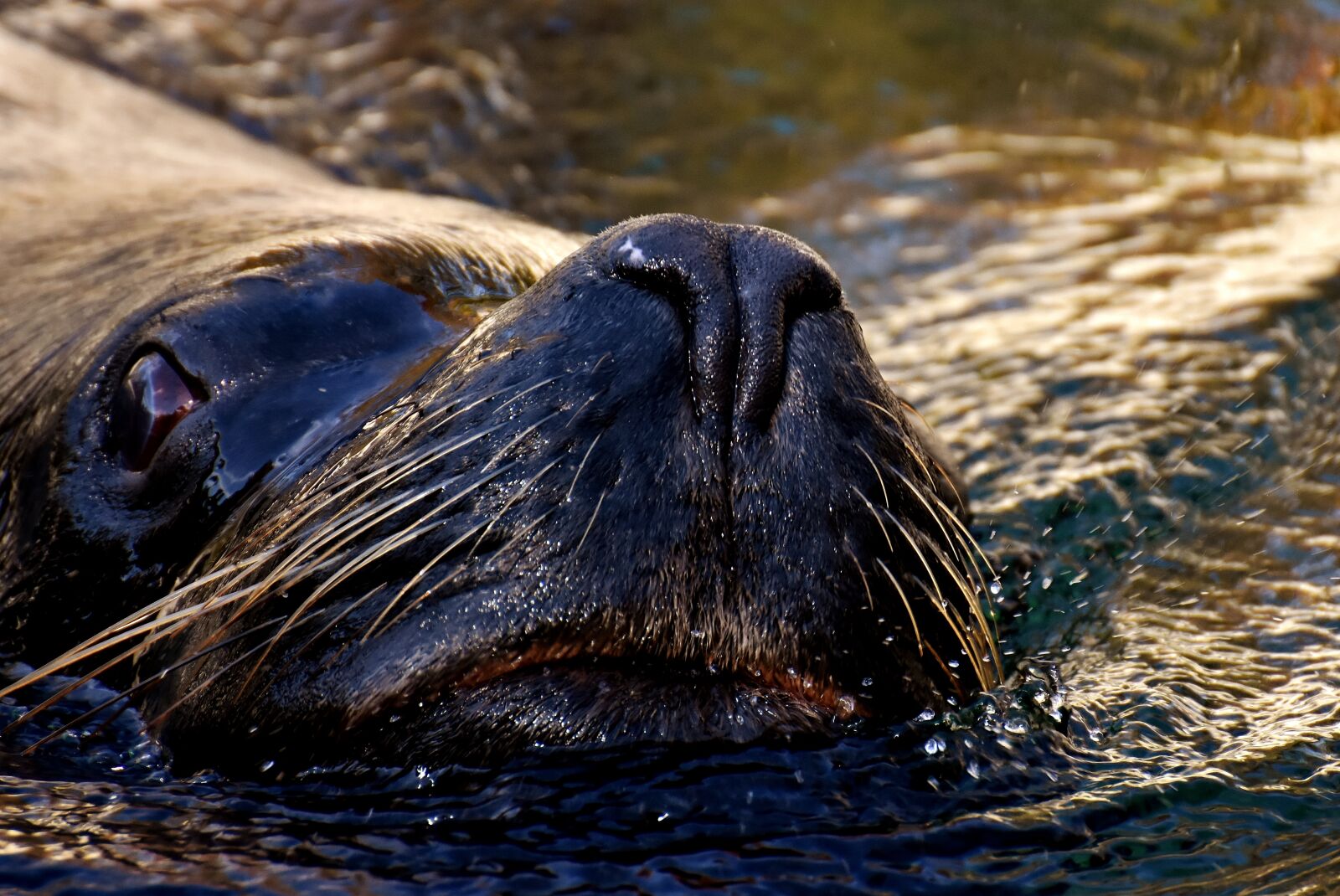 Nikon D7200 sample photo. Seal, sea lion, swim photography