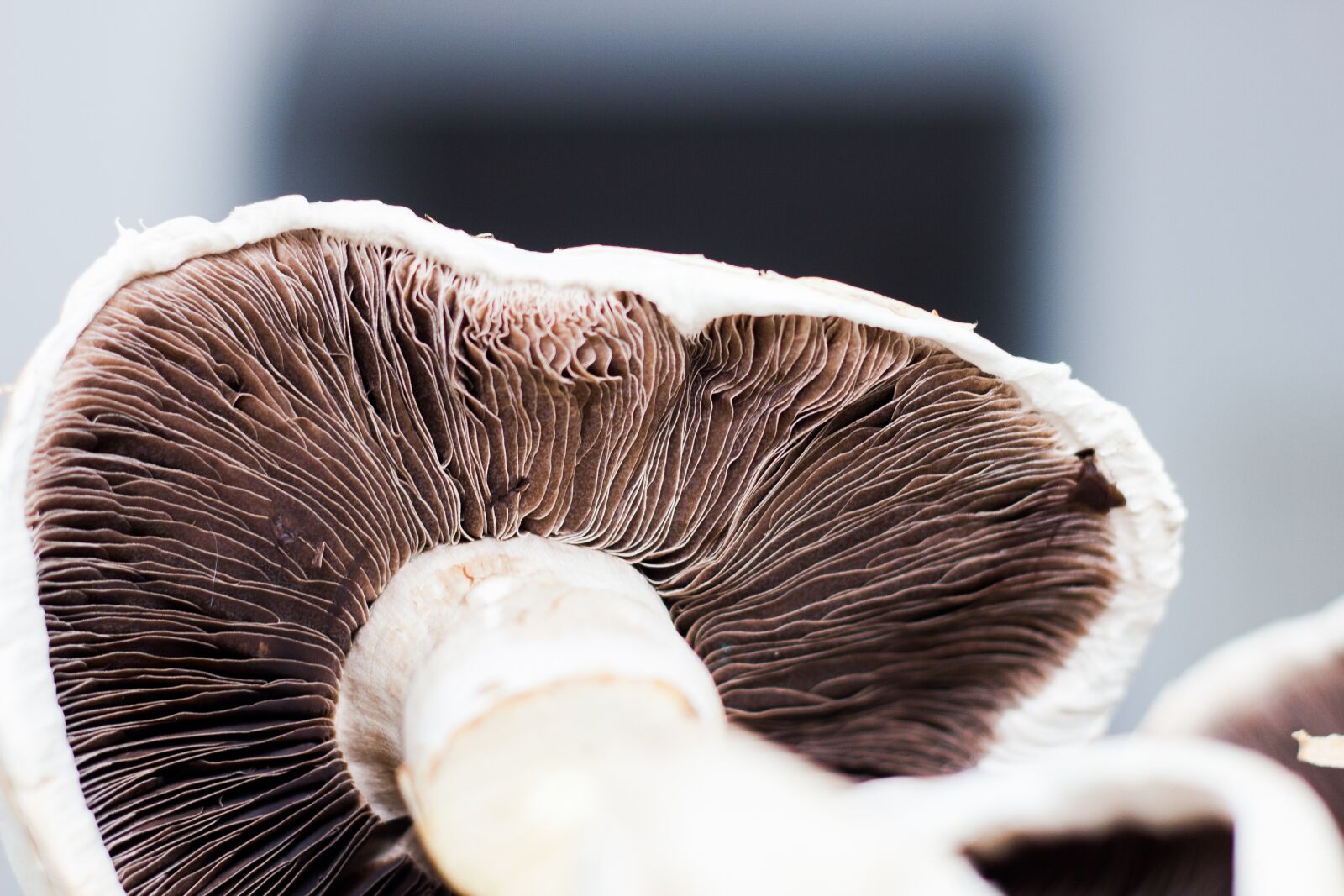 Canon EOS 550D (EOS Rebel T2i / EOS Kiss X4) sample photo. Mushroom, vegetarian, crop photography