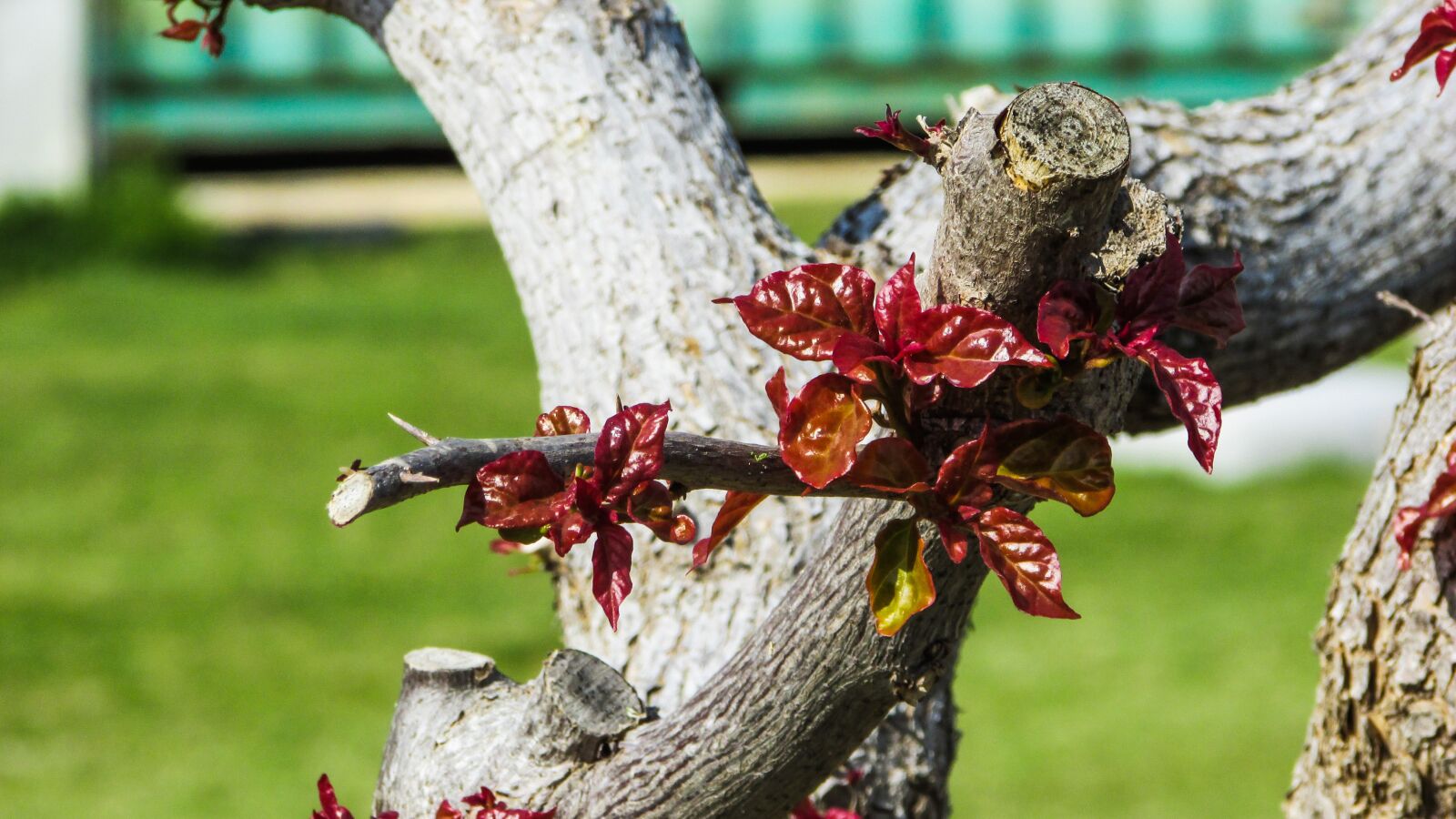 Canon PowerShot SX400 IS sample photo. Tree, leaves, colourful photography