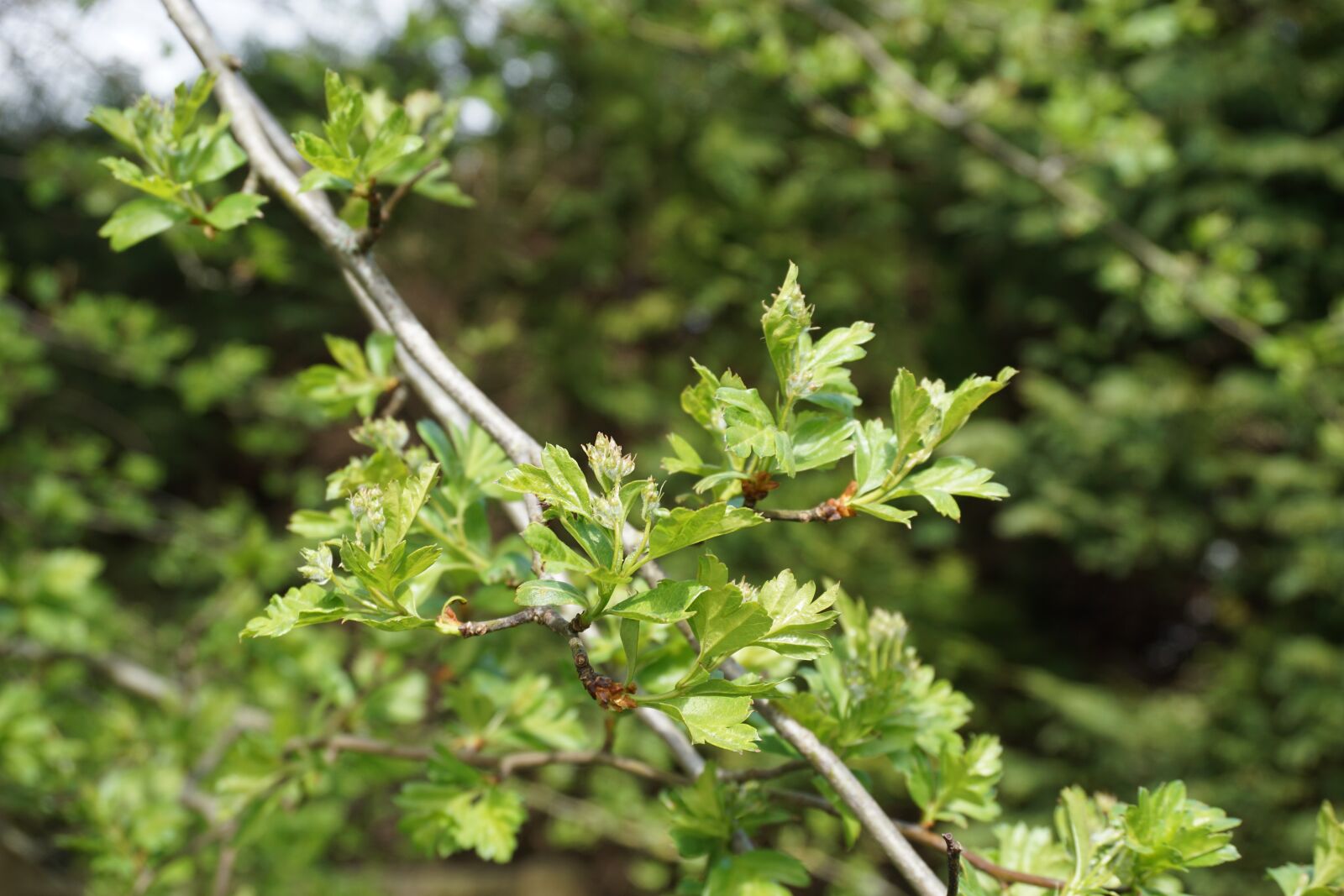 Sony a6000 sample photo. Hawthorn, leaves, spring photography