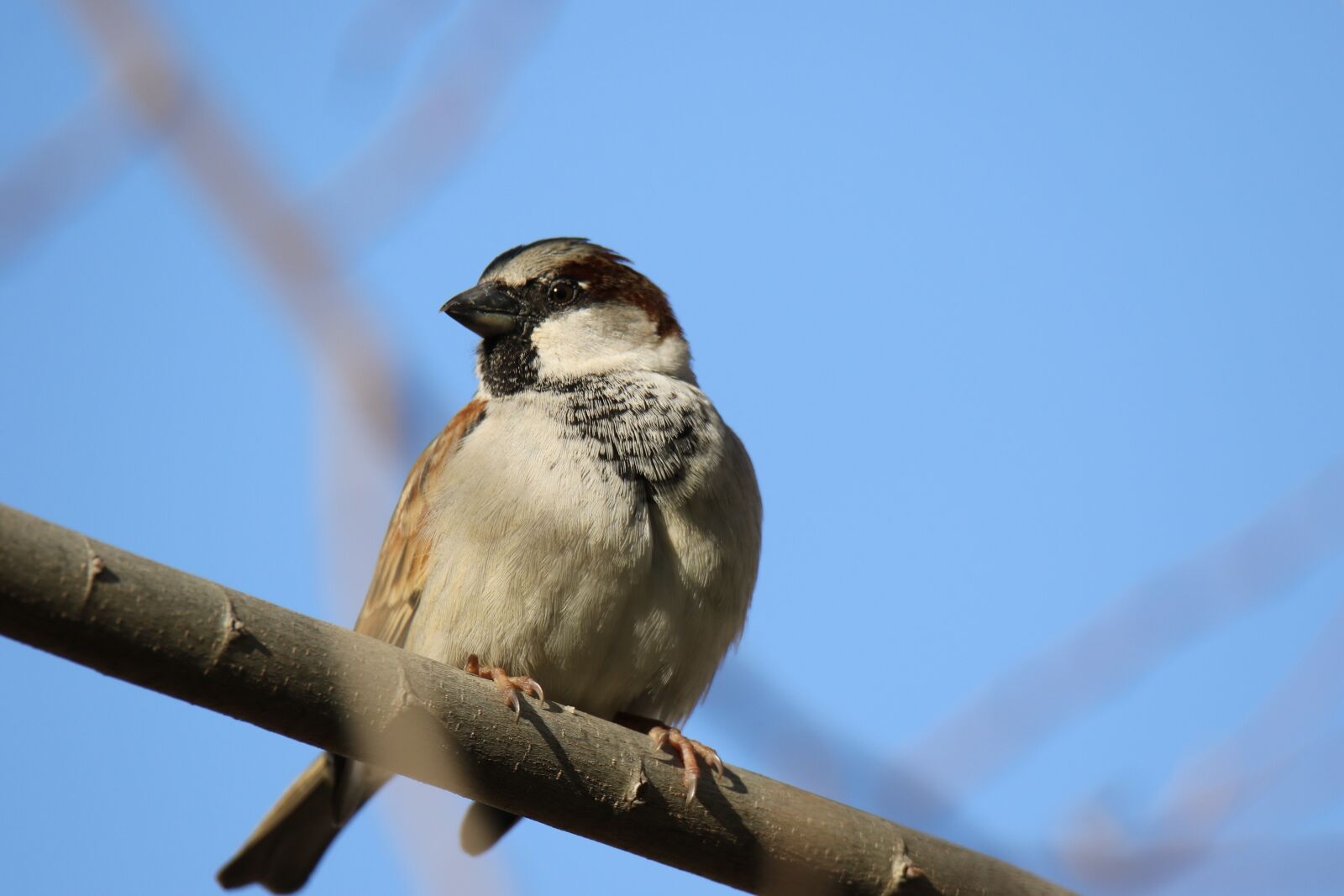 Canon EOS 7D Mark II sample photo. Animal, bird, nature photography