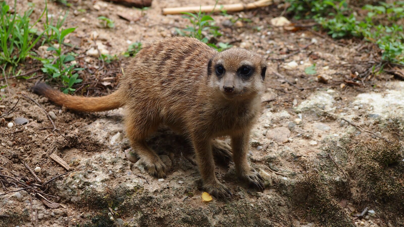 Olympus PEN E-PL3 sample photo. Zoo, animal world, animal photography