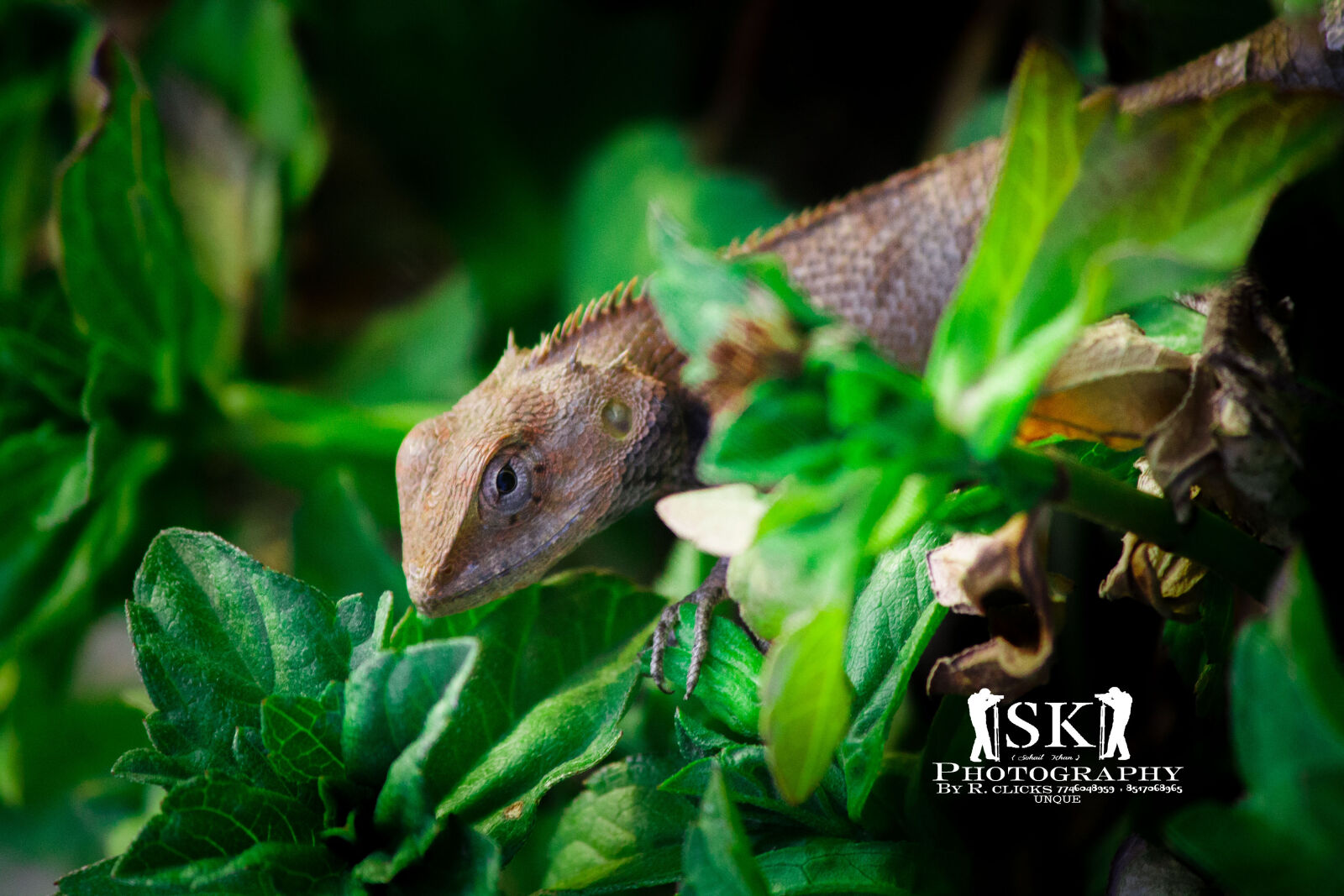 Canon EOS 1100D (EOS Rebel T3 / EOS Kiss X50) sample photo. Iguana, monitor, lizard, nature photography