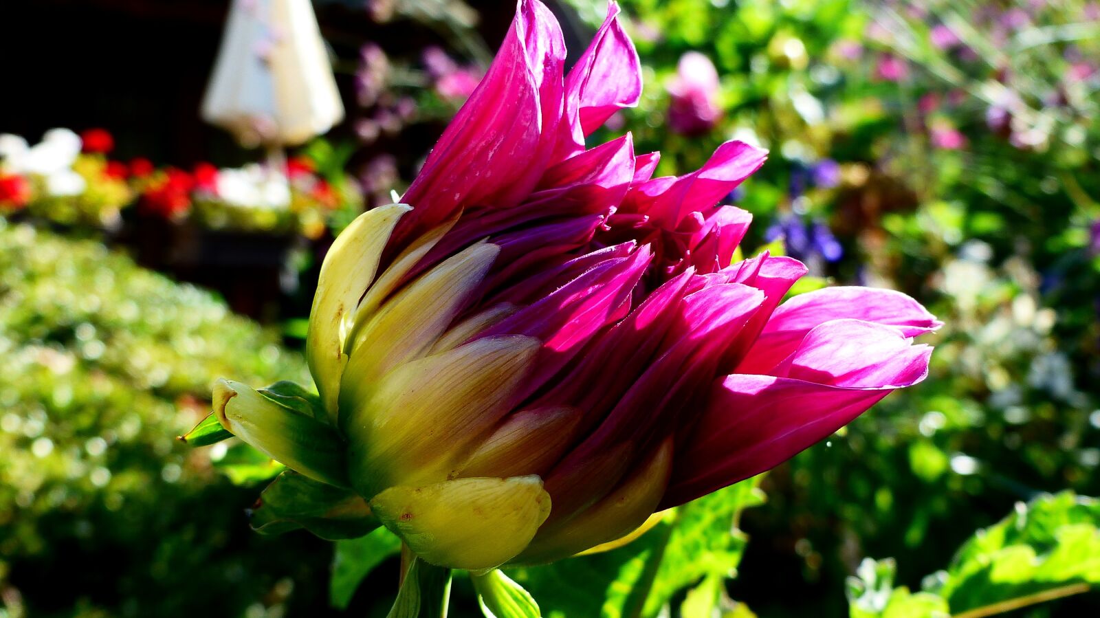 Panasonic Lumix DMC-FZ200 sample photo. Flower, violet, pretty photography