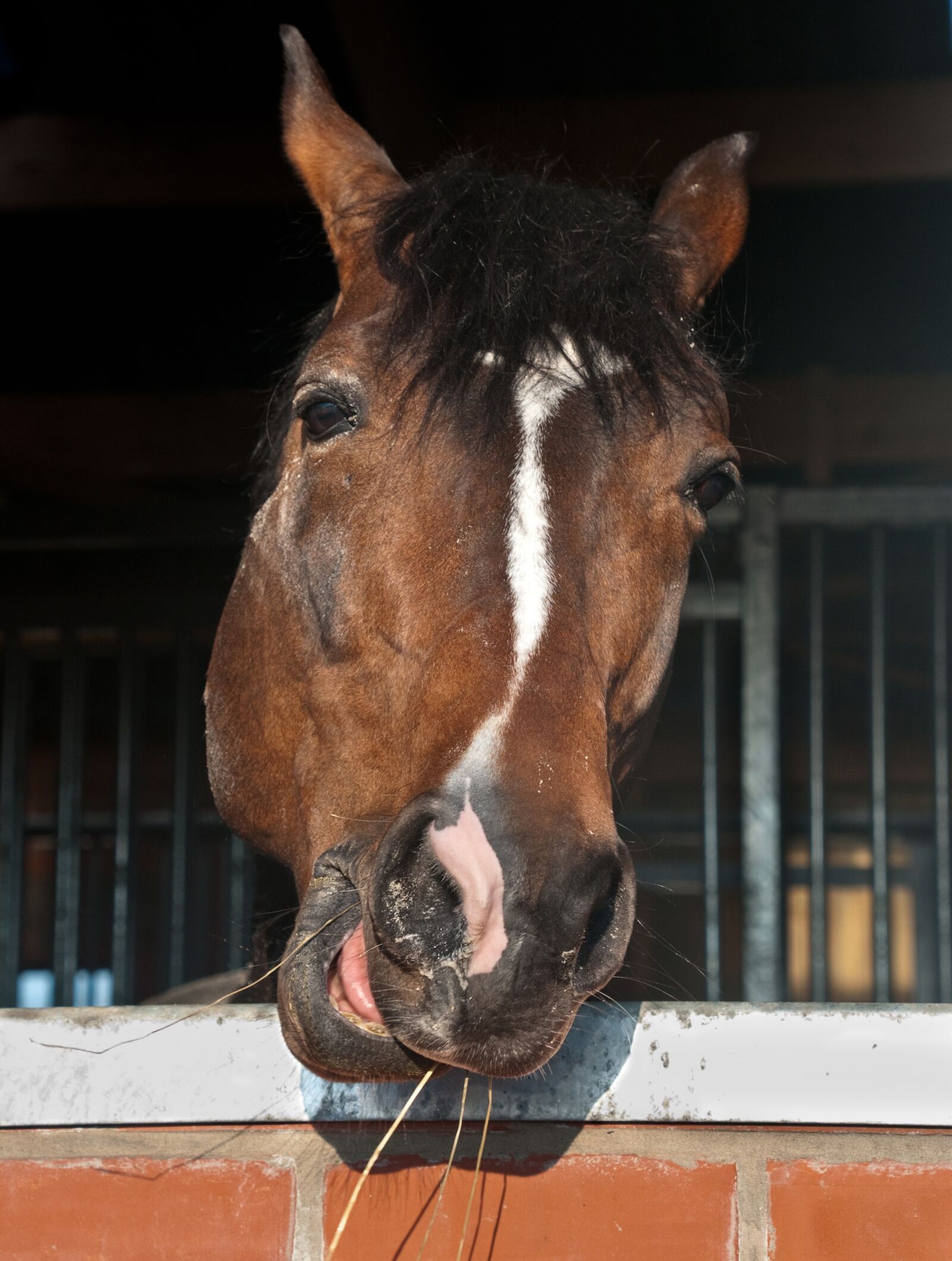 Nikon D300 sample photo. Horse, head, window photography