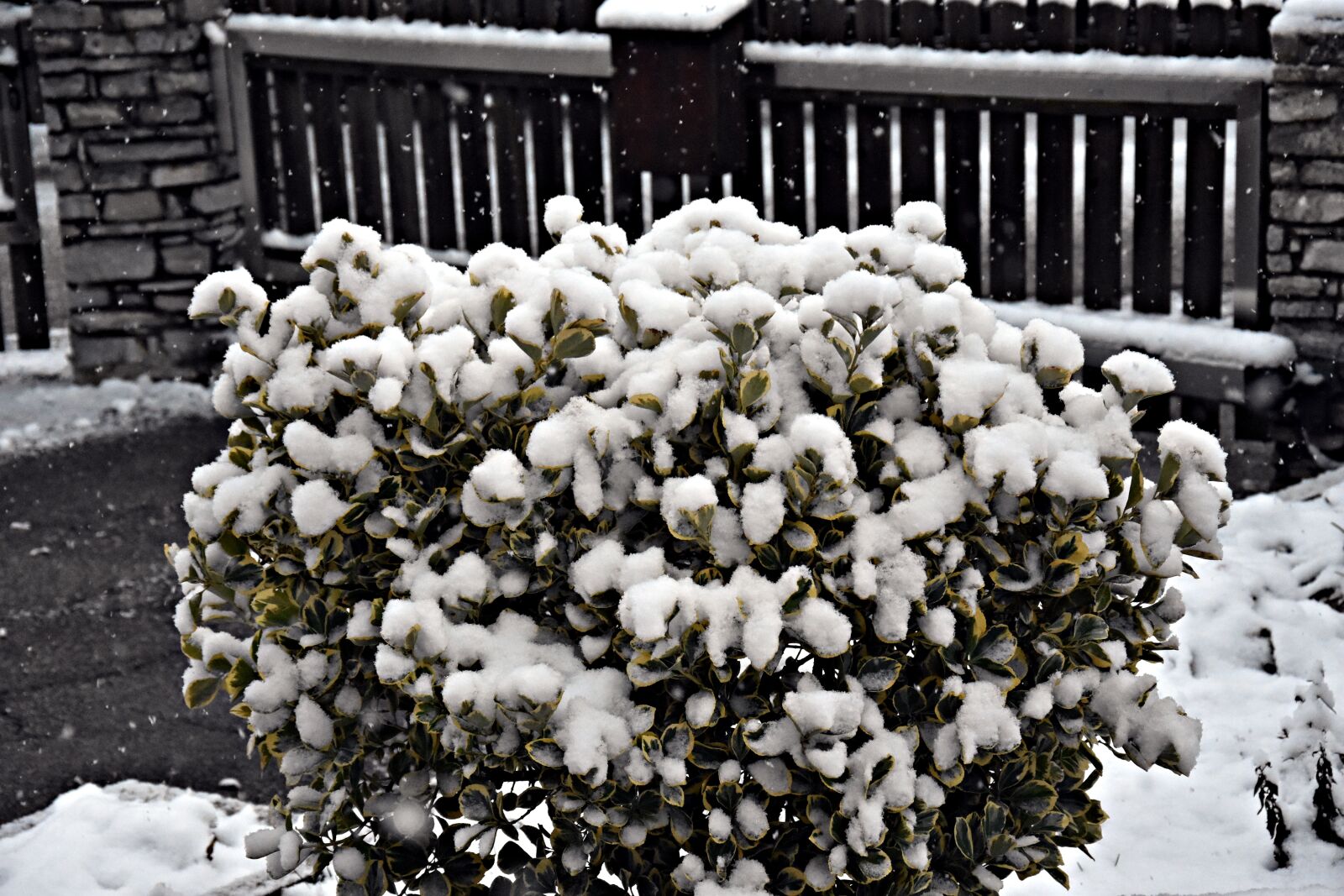 Nikon D3400 sample photo. Flower, winter, nature photography