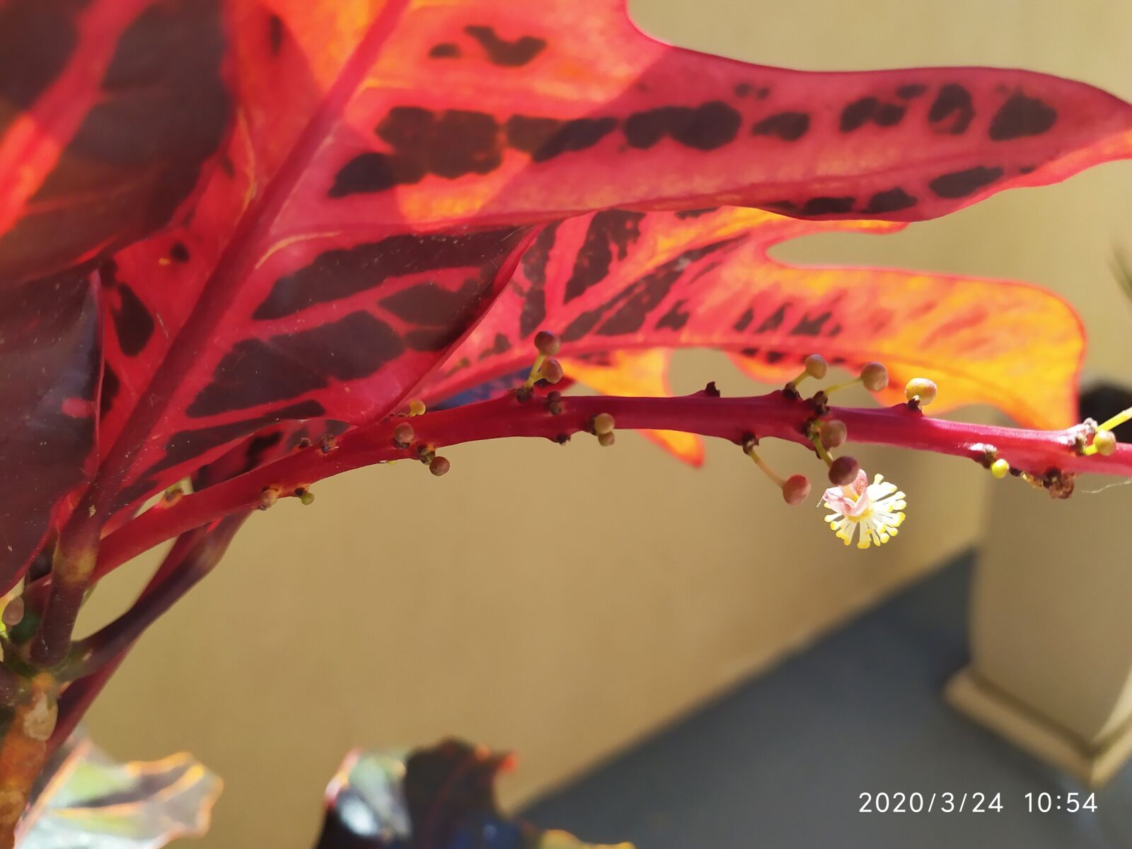 Xiaomi Redmi Note 7 sample photo. The plant, close caption photography