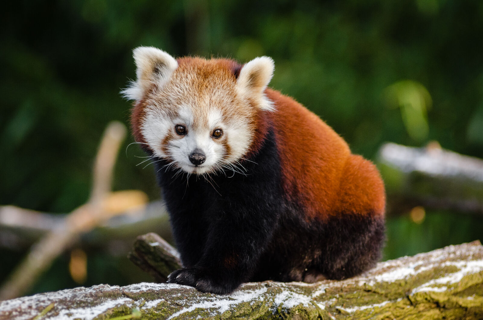 AF Zoom-Nikkor 80-200mm f/2.8 ED sample photo