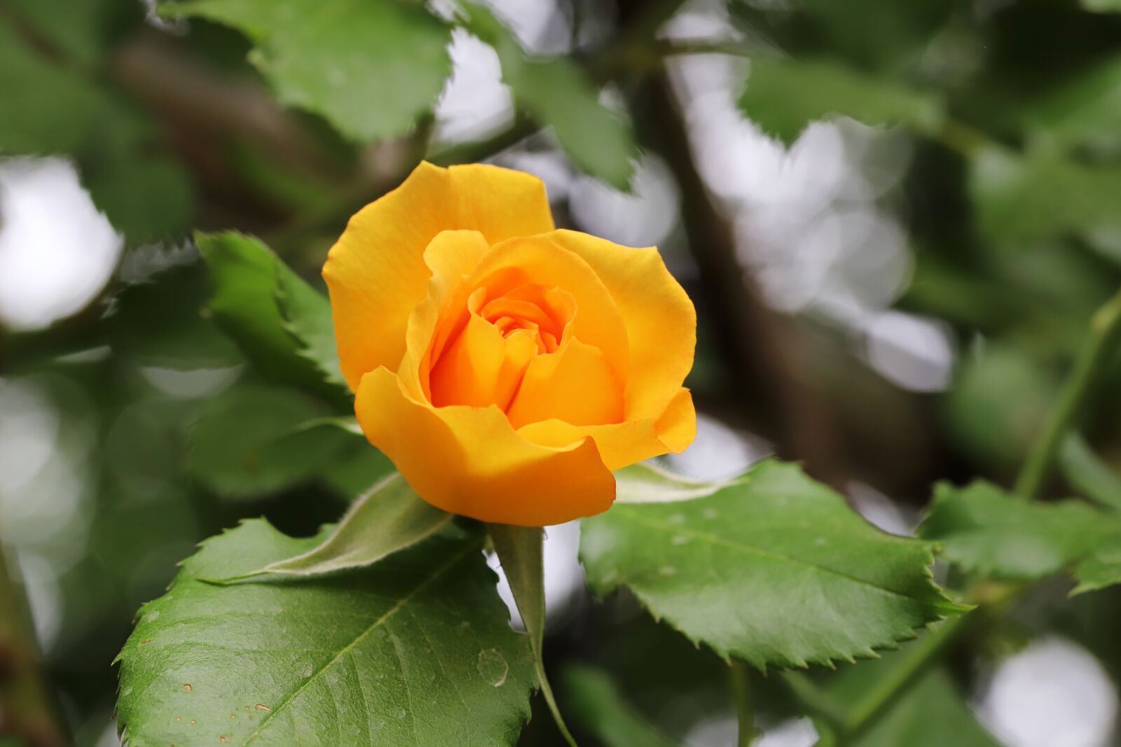 Canon EOS 6D Mark II sample photo. Rose, petal, flowers photography