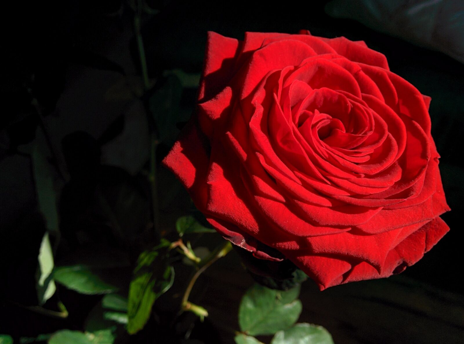 LG Nexus 5 sample photo. Rose, flower, sun photography