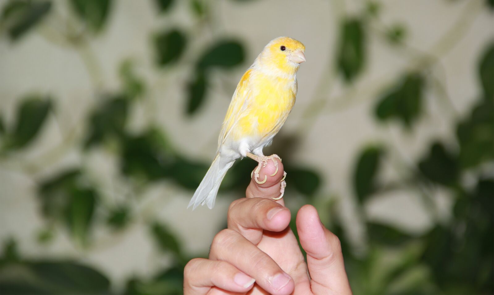 Canon EF-S 18-135mm F3.5-5.6 IS sample photo. Cute, yellow, bird photography