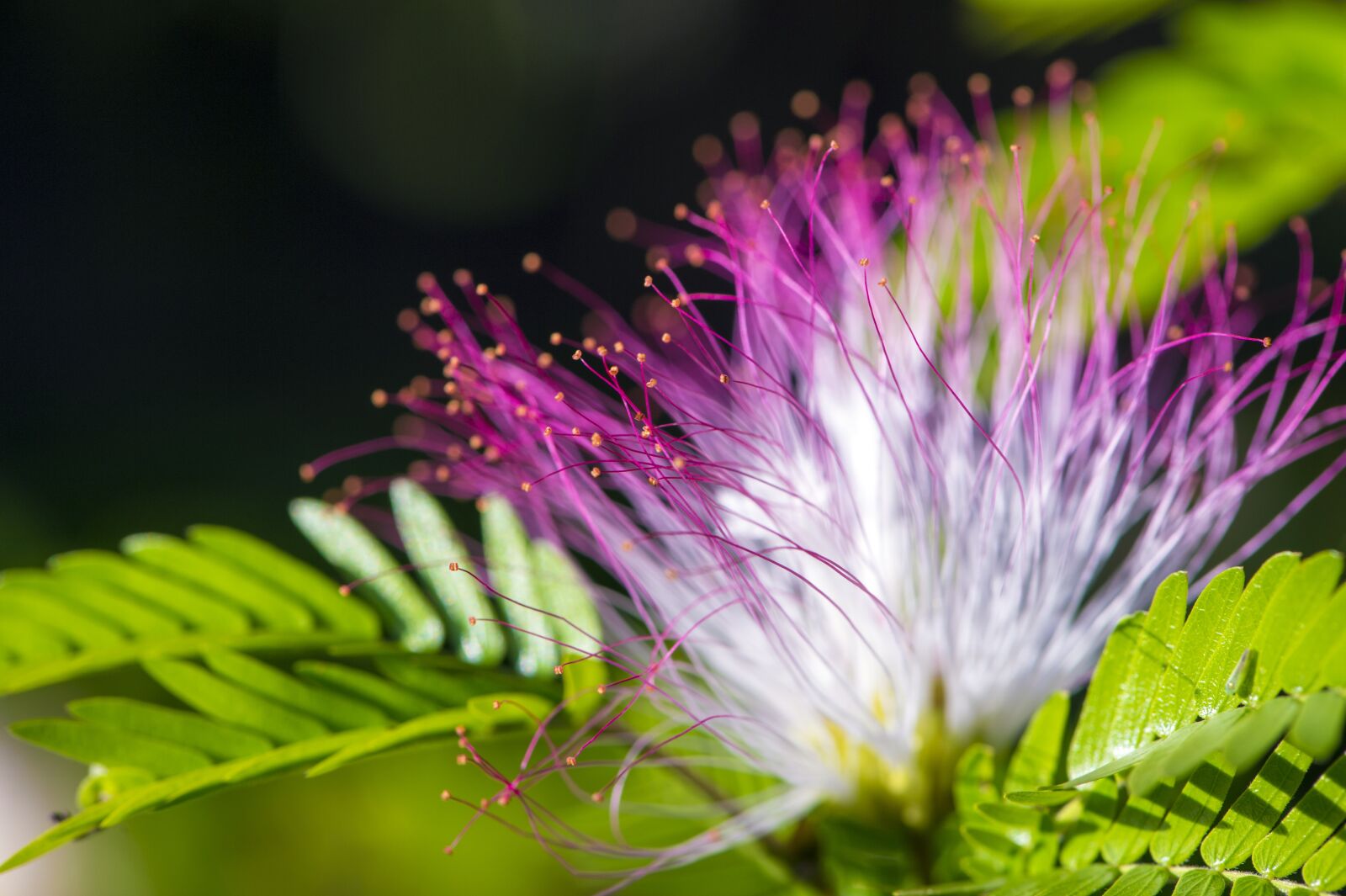 Nikon D4S sample photo. African flower, macro photography photography