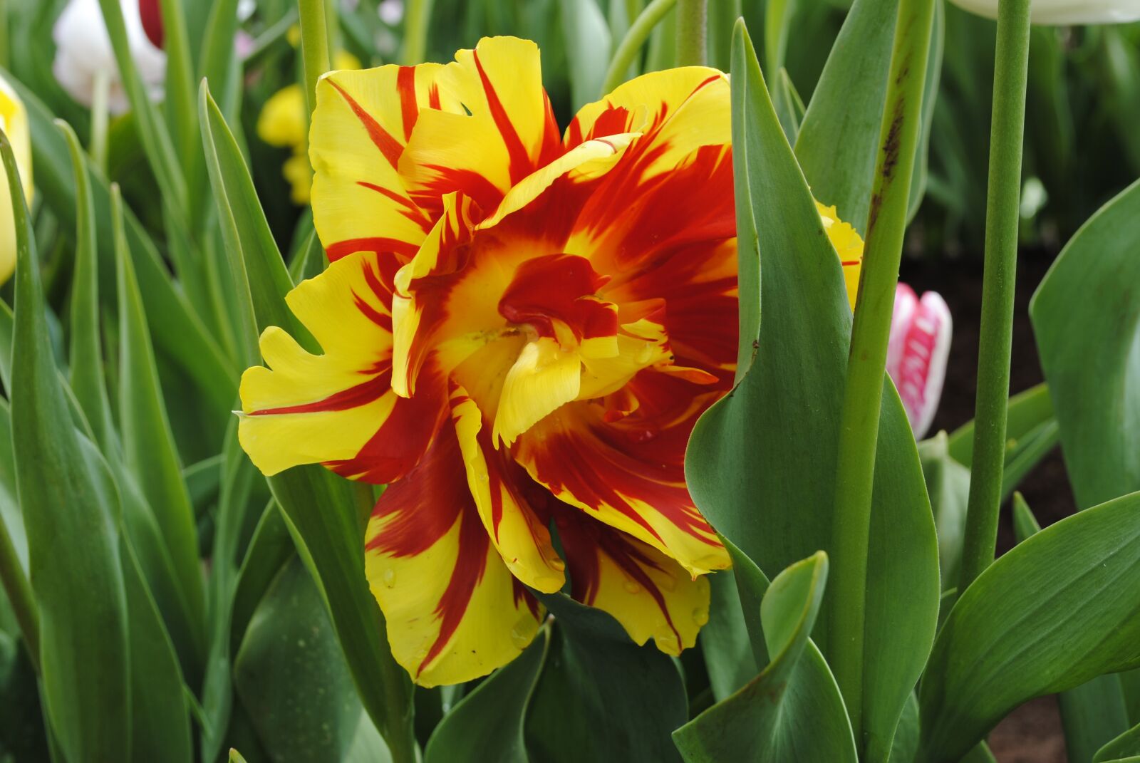 Nikon D3000 sample photo. Tulip, nature, colorful photography
