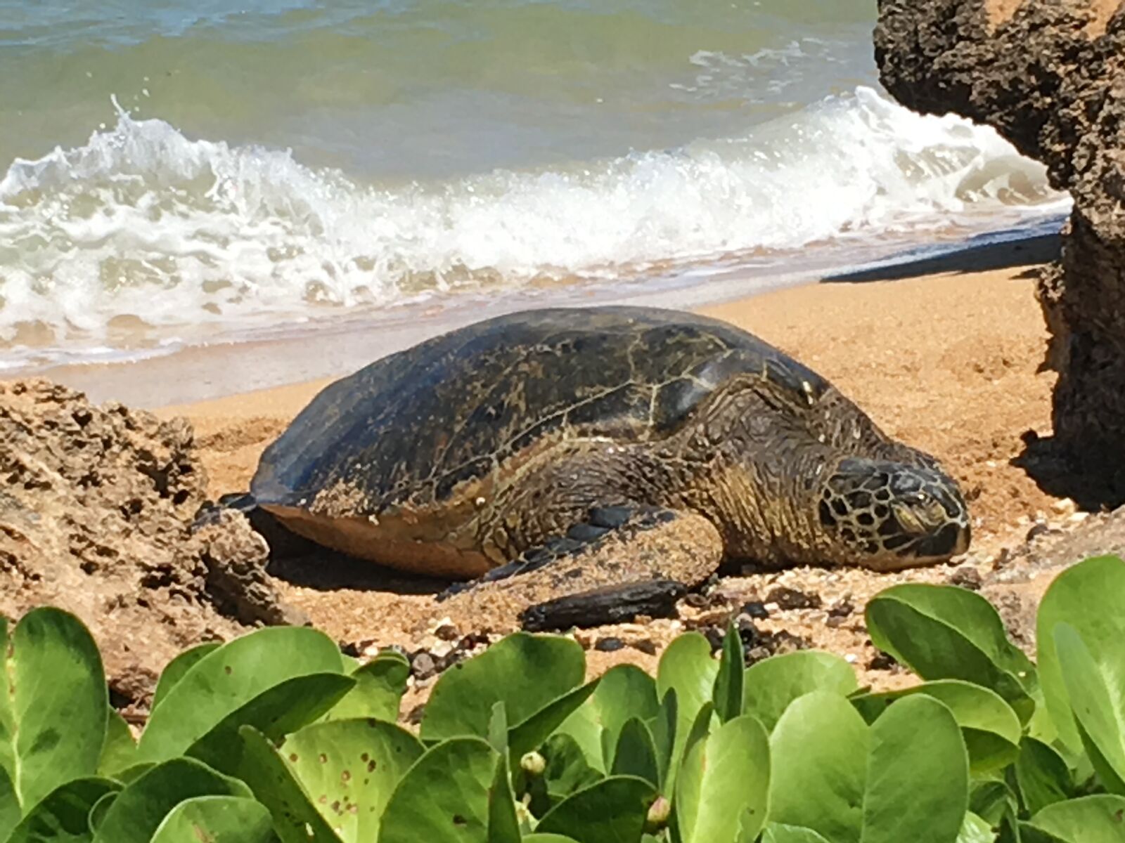 iPhone 6s Plus back camera 4.15mm f/2.2 sample photo. Hawaii, hmar, endangered photography