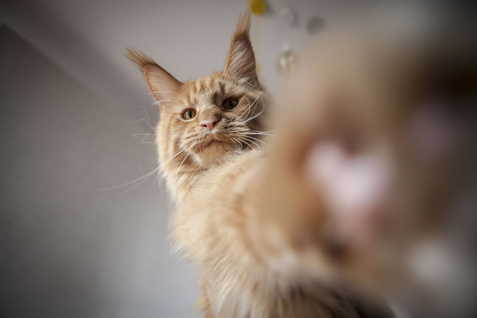 Canon EOS 5D Mark II sample photo. Cats, maine, coon photography