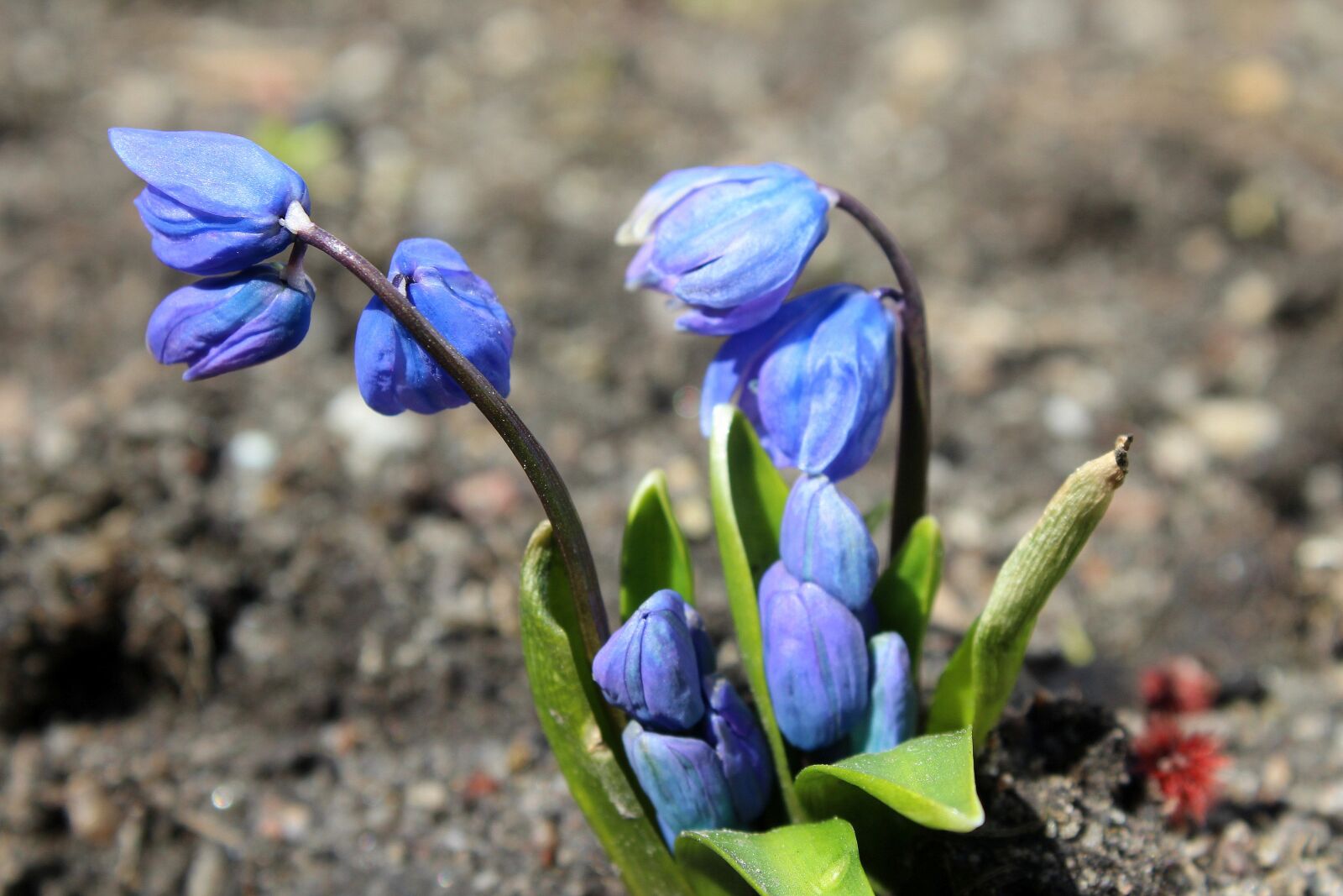 Canon EOS 1200D (EOS Rebel T5 / EOS Kiss X70 / EOS Hi) sample photo. Spring flowers, march, spring photography