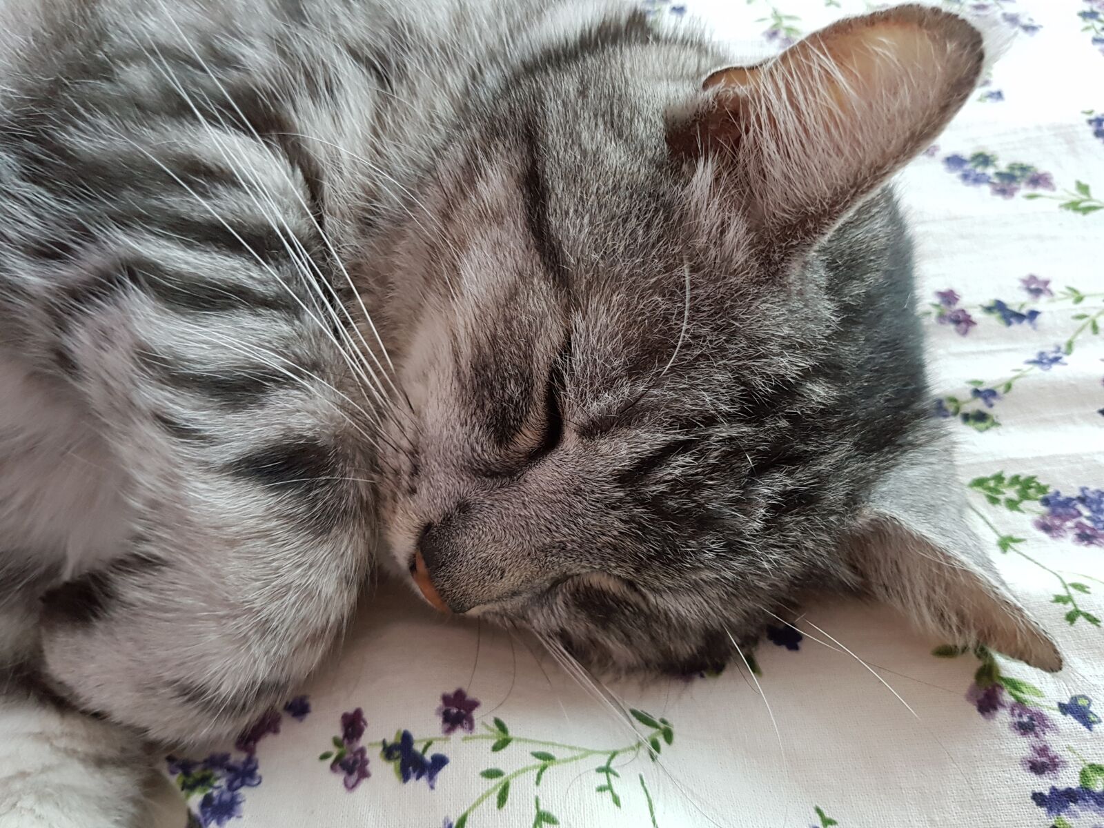 Samsung Galaxy S7 Edge sample photo. Cat, pet, sleep photography