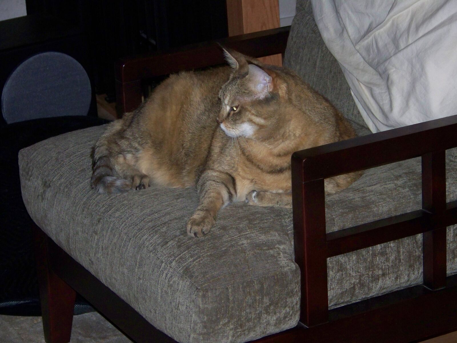 Kodak Z712 IS ZOOM DIGITAL CAMERA sample photo. Large, cat, chausie photography