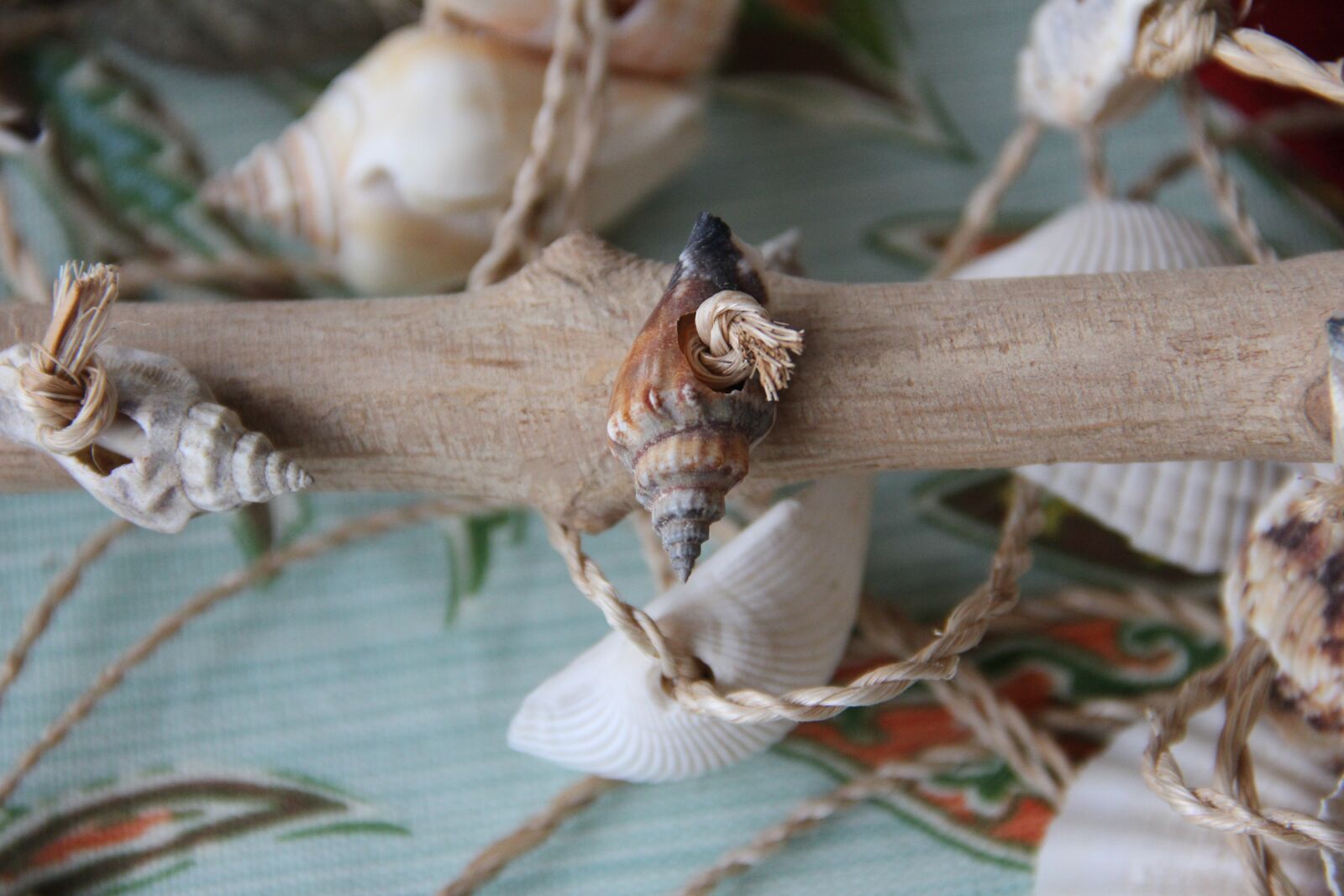 Canon EF-S 18-135mm F3.5-5.6 IS sample photo. Seashells, coastal, beach photography