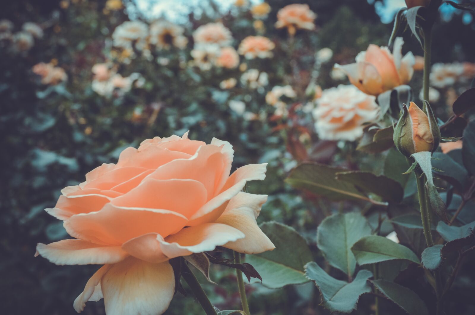 Nikon D3200 sample photo. Roses, garden, cream rose photography