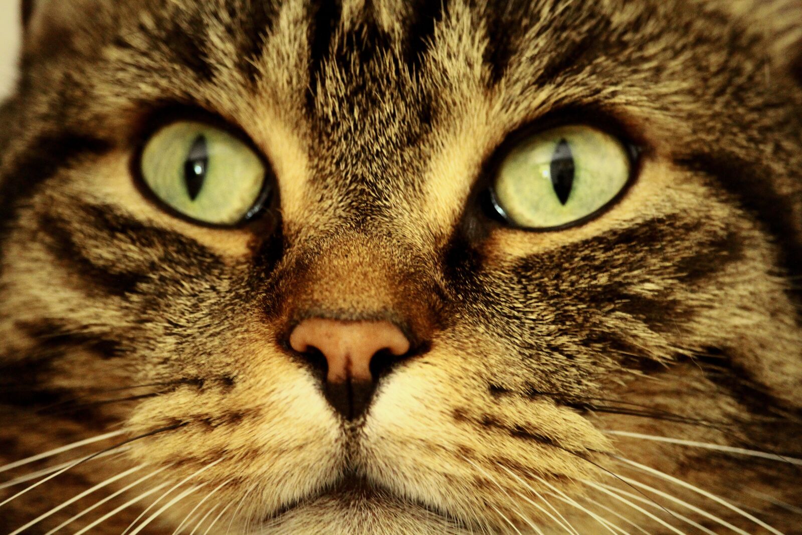 Canon EOS 1200D (EOS Rebel T5 / EOS Kiss X70 / EOS Hi) sample photo. Cat, eyes, cat's eyes photography