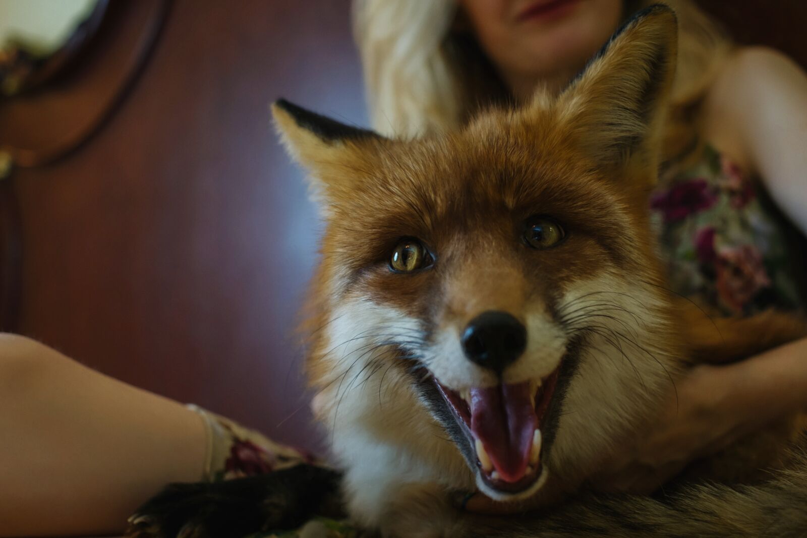 Fujifilm X-E1 + Fujifilm XF 35mm F1.4 R sample photo. Portrait, fox, wild beast photography
