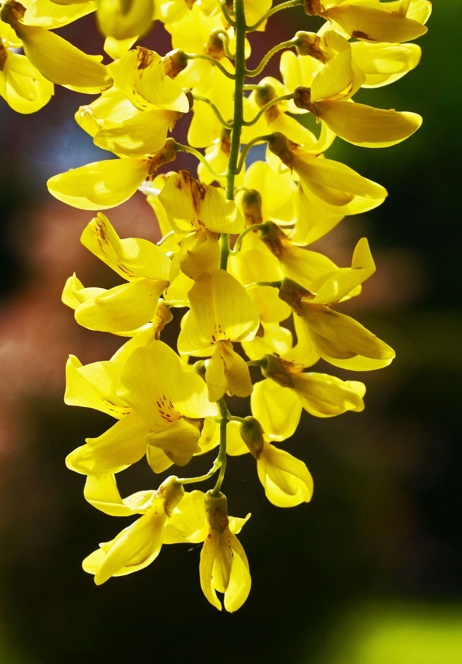 Panasonic Lumix DMC-G3 sample photo. Laburnum, heyday, panicle photography