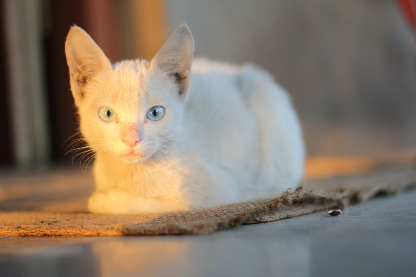 Canon EOS 60D + Canon EF 50mm F1.8 STM sample photo. White, kitten photography