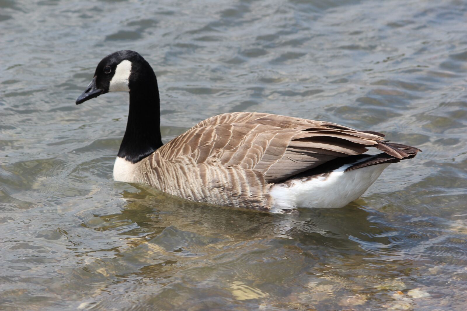 Canon EOS 600D (Rebel EOS T3i / EOS Kiss X5) sample photo. Bird, nature, waters photography