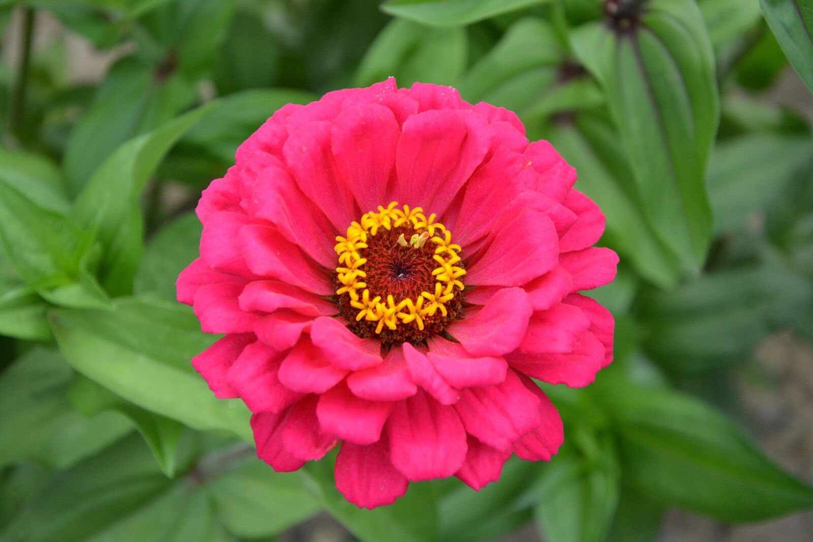 Nikon D5200 sample photo. Flower, bouquet, pretty photography