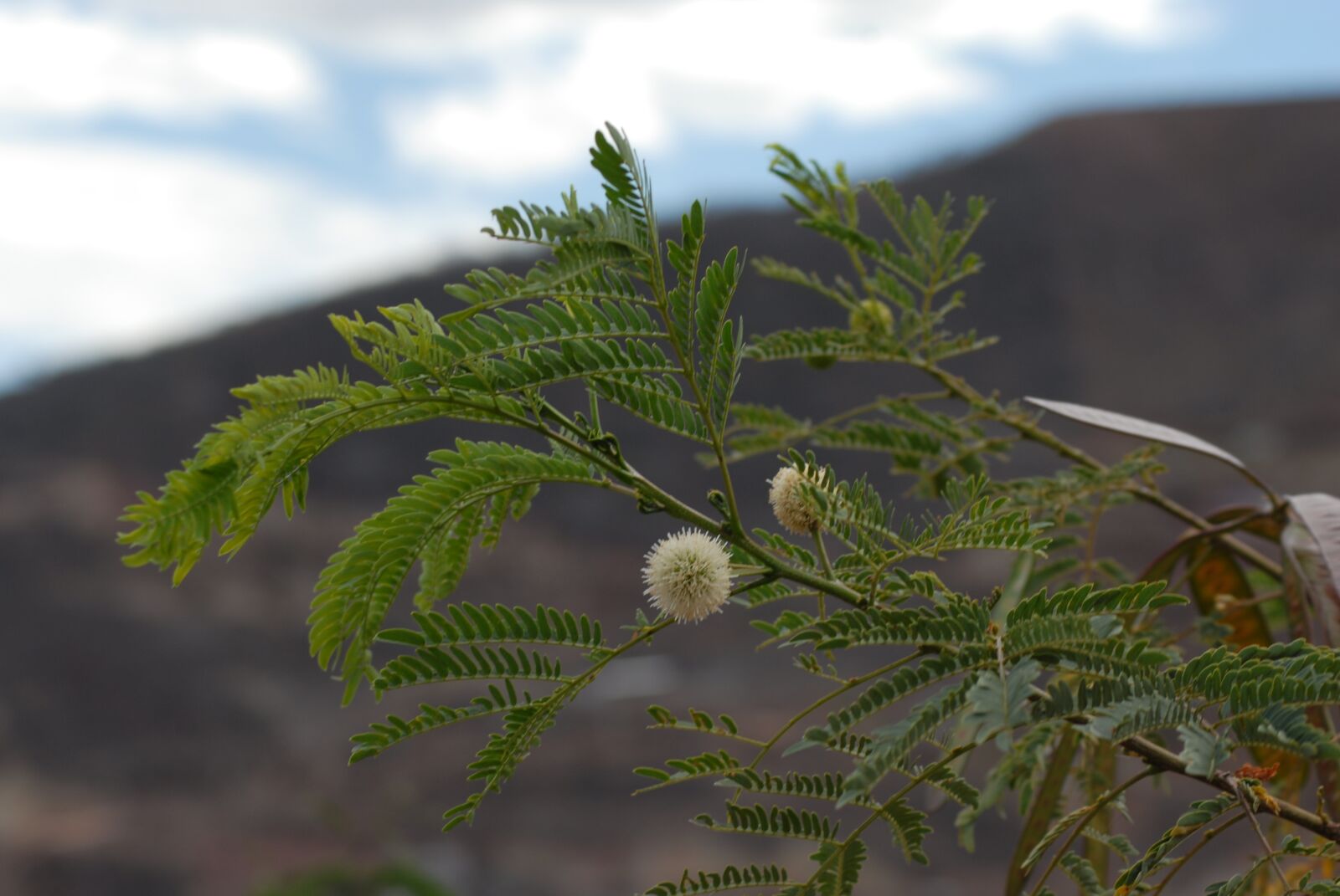 Nikon D200 sample photo. Guaje, flower, tree photography