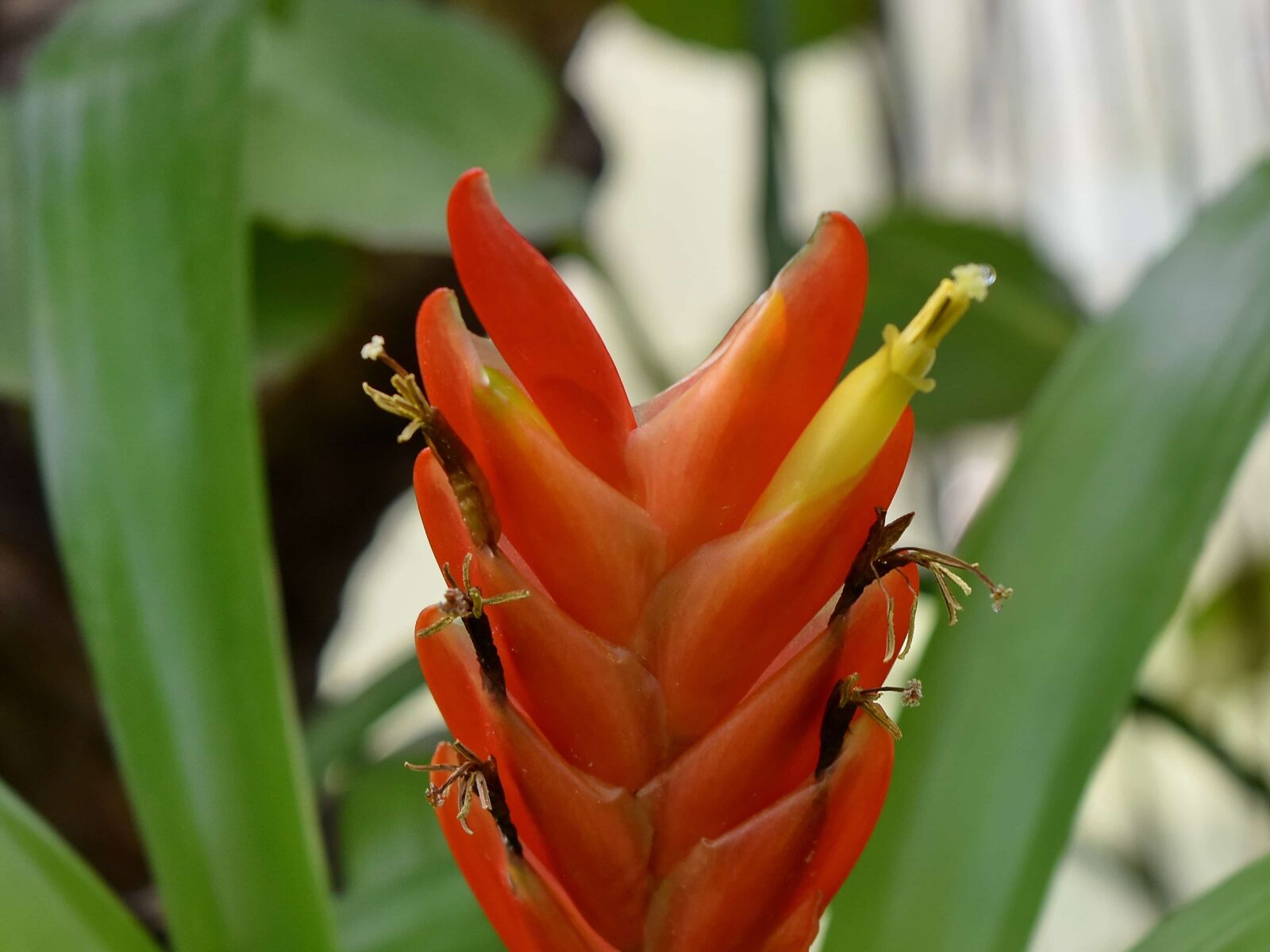 Nikon D5500 sample photo. Beautiful flowers, detail, exotic photography