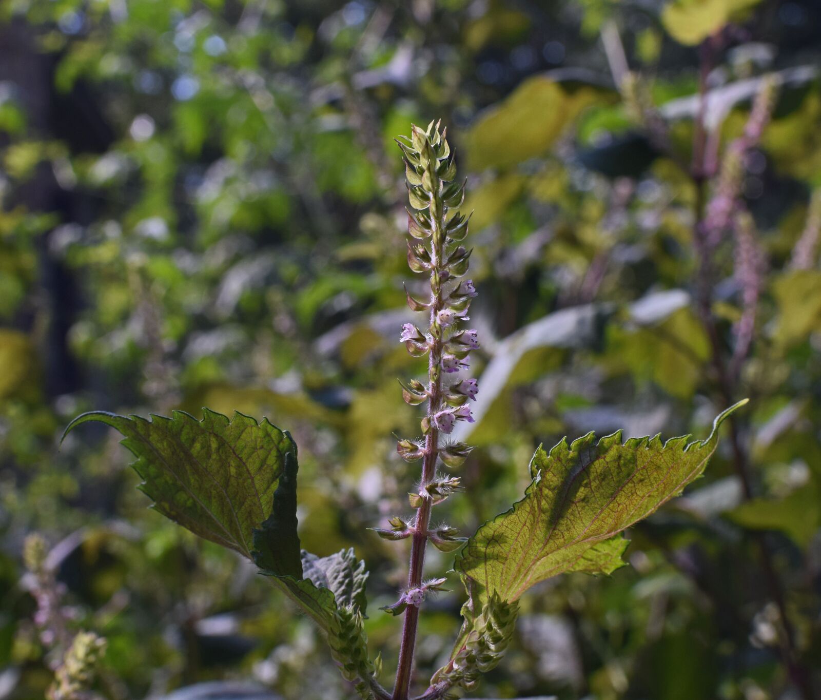 Nikon D3300 sample photo. Beefsteak plant, wild basil photography
