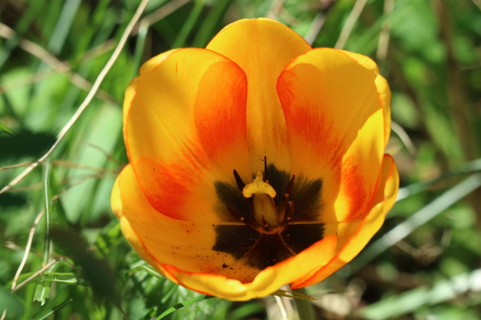 Canon EOS M10 sample photo. Flowers, garden, blossom photography