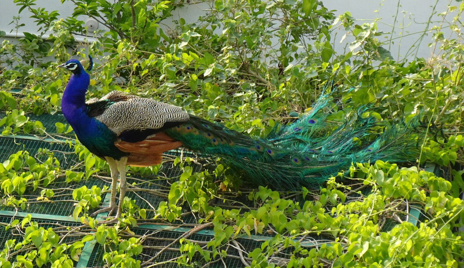 Sony DSC-WX800 sample photo. Peacock, bird, plumage photography