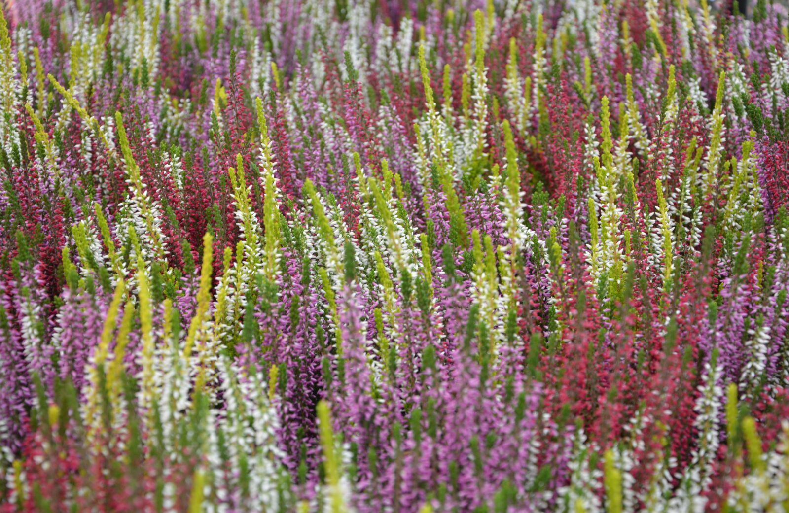Nikon D5200 sample photo. Heather, flower, plant photography