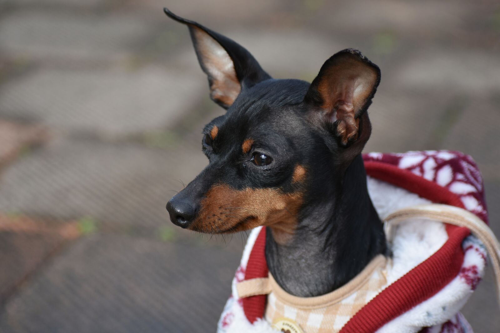 Nikon D7200 sample photo. Animal, dog, doggie photography