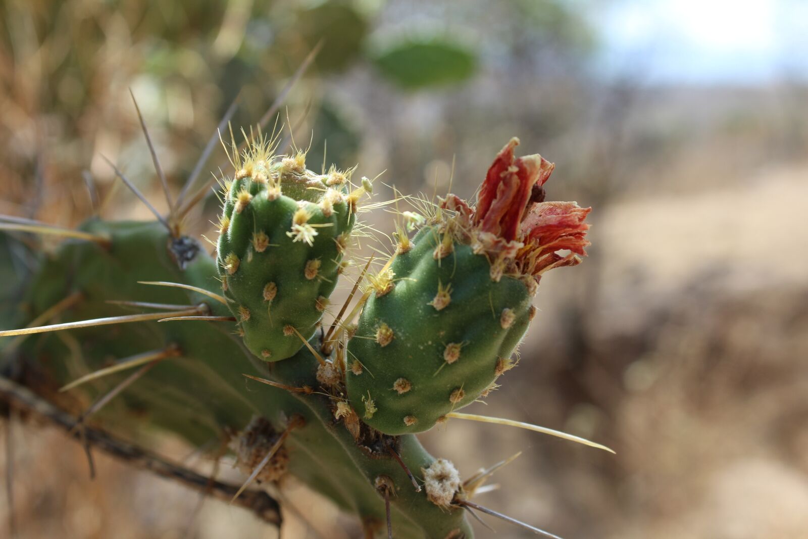 Canon EOS 1300D (EOS Rebel T6 / EOS Kiss X80) sample photo. Cactus, wild, thorns photography