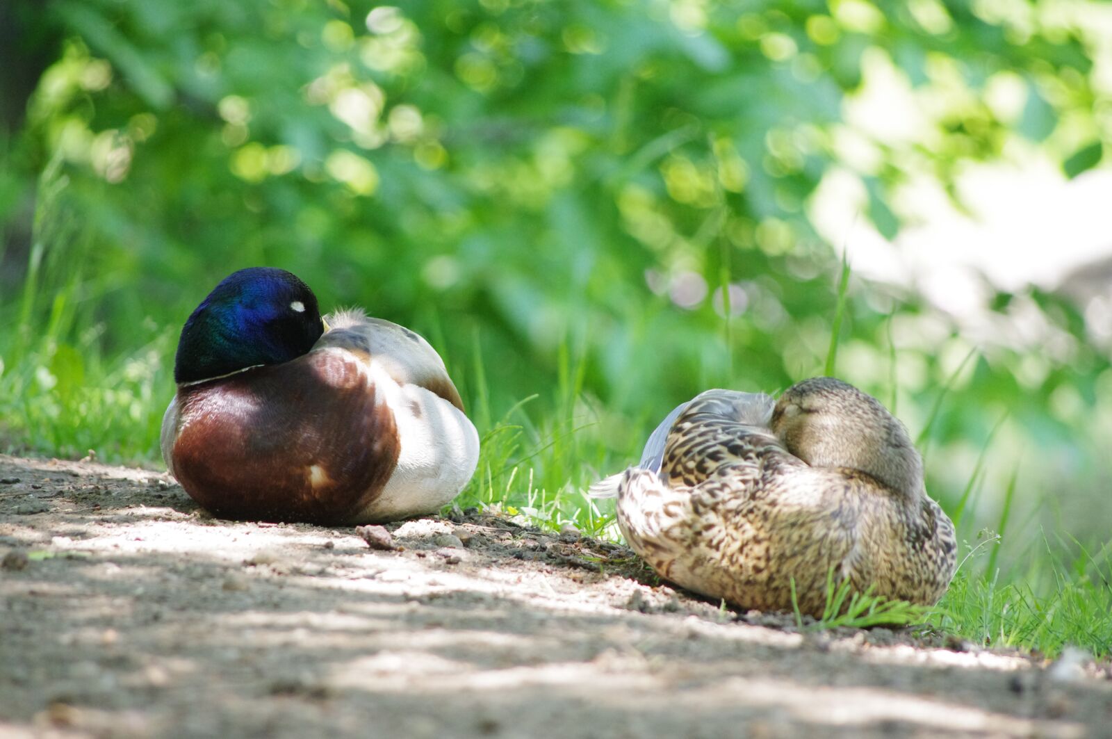 Pentax K-r sample photo. Duck, sleeping, bird photography