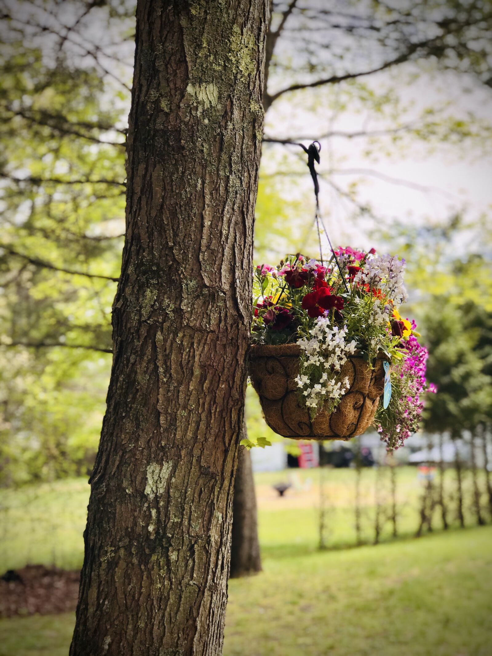 Apple iPhone 7 Plus sample photo. Tree, bark, flowers photography
