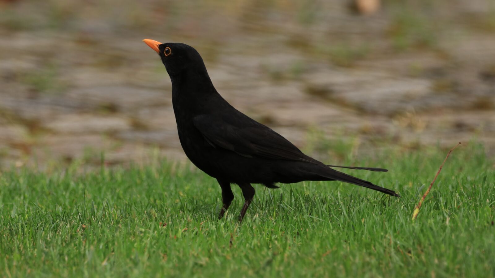 150-600mm F5-6.3 DG OS HSM | Contemporary 015 sample photo. Blackbird, bird, animal photography