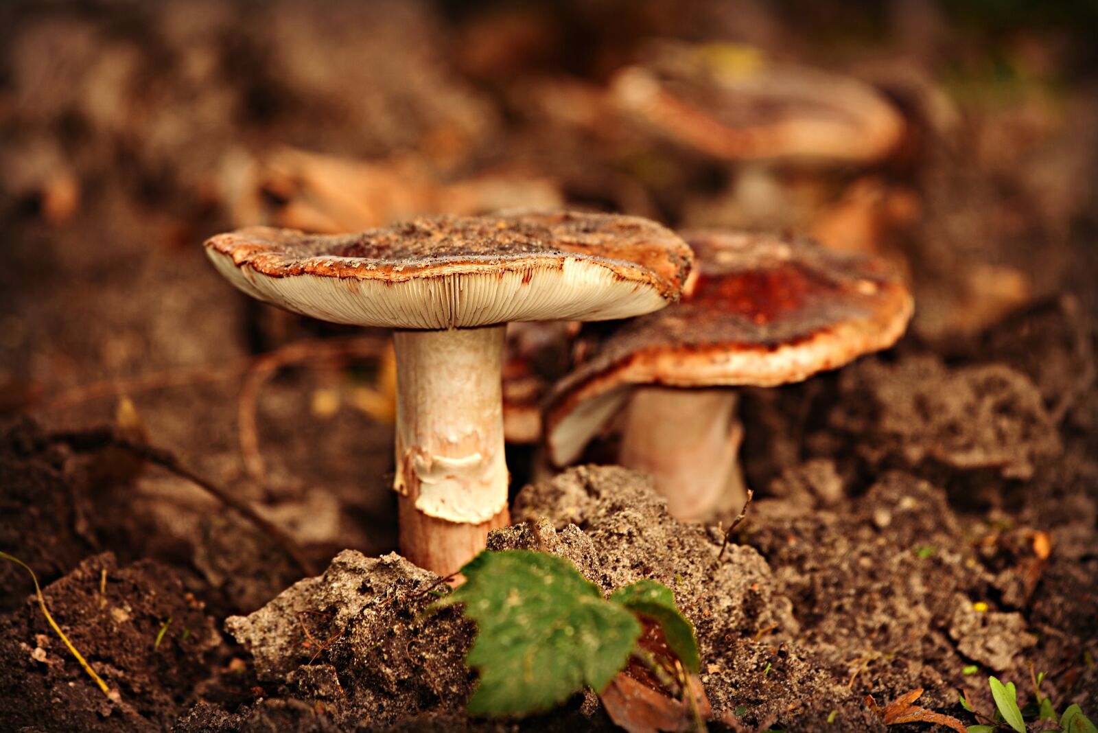Nikon D750 sample photo. Mushroom, stem, cap photography