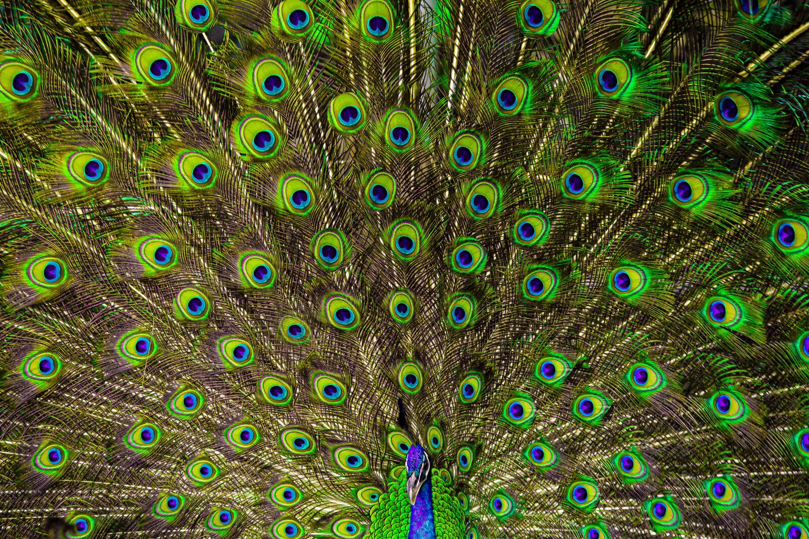 Canon EF 70-200mm F2.8L USM sample photo. The peacock's tail, bird photography